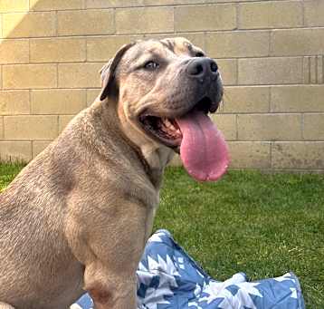 Photo of KODA BEAR