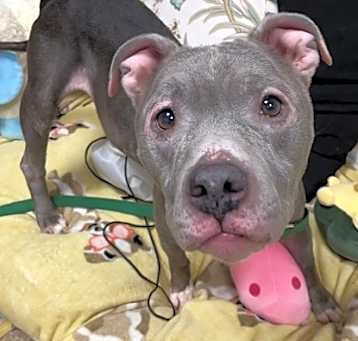 Photo of Sully