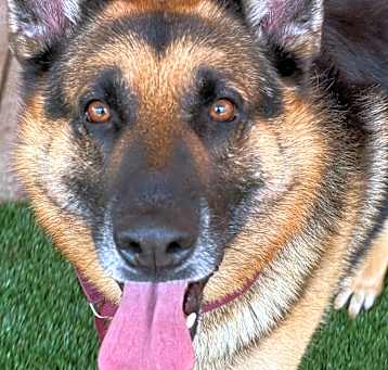 Photo of Boomer last chance to Live!!!!
