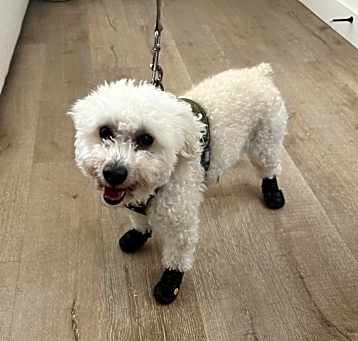 Photo of Bentley