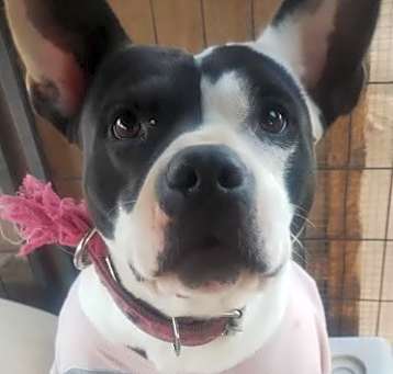Photo of PRINCESS
