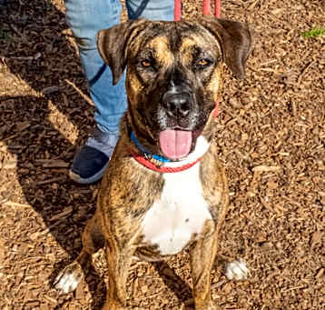 Photo of Danica- IN FOSTER