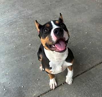 Photo of Nova*
