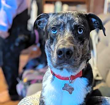 Photo of Niko