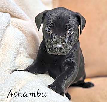 Photo of Ashambu