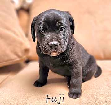 Photo of Fuji