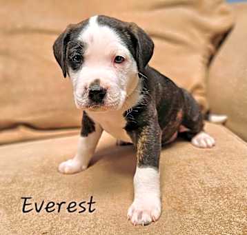 Photo of Everest 