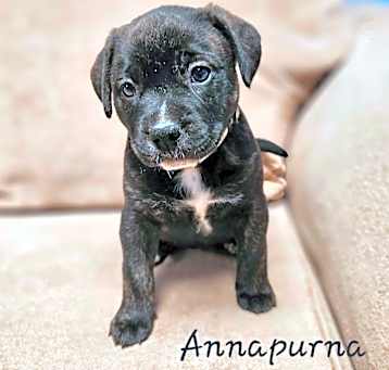 Photo of Annapurna