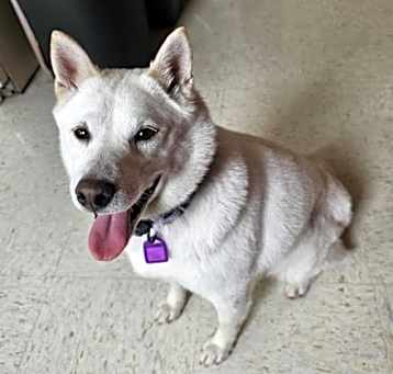 Photo of Gardenia