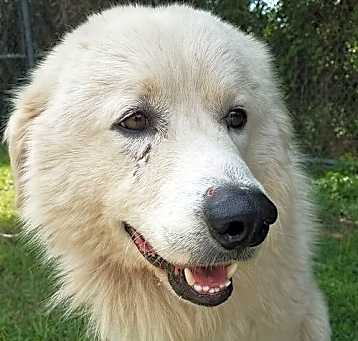 Photo of Yeti (fka Scruffy at shelter)