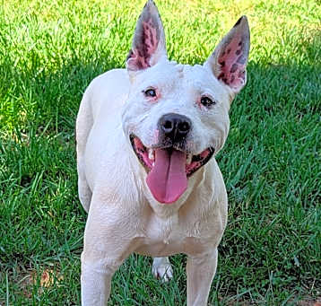 Photo of Scout