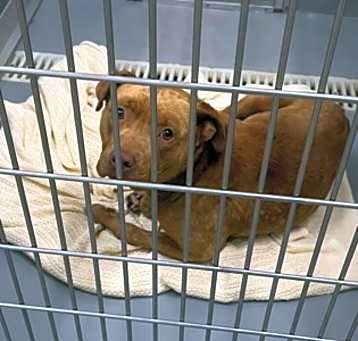 Photo of Tonka