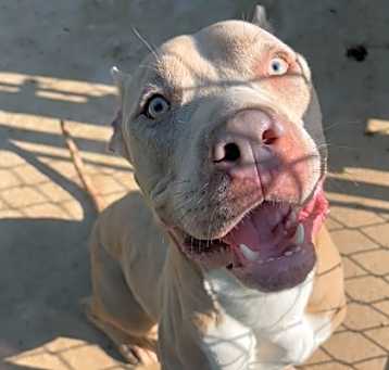 Photo of Guapo