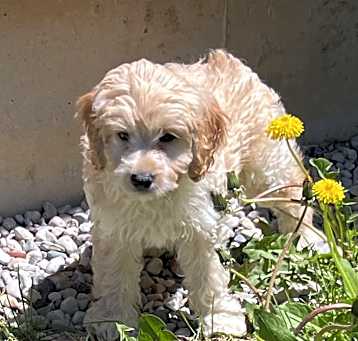 Photo of ADOPTION PENDING Watson