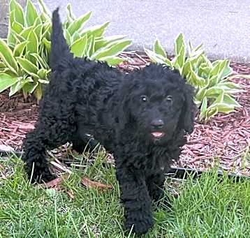 Photo of ADOPTION PENDING Waffles