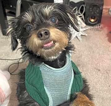 Photo of Tessa