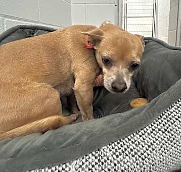 Photo of Dingo