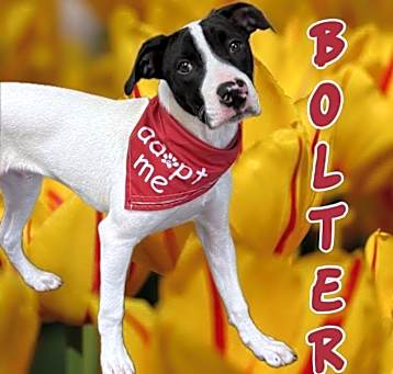 Photo of Bolter