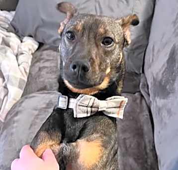 Photo of Ryker