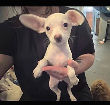 Photo of Buddy