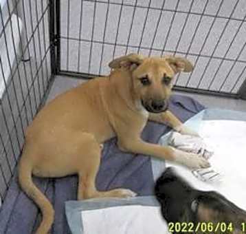 Photo of Tucker