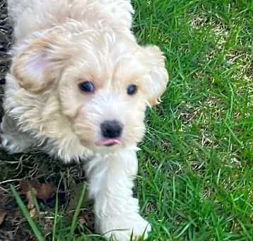 Photo of ADOPTION PENDING Whip Cream