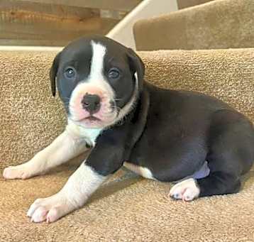 Photo of Jet
