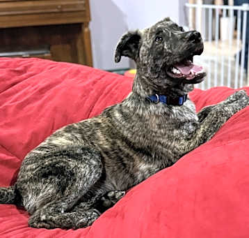 Photo of Cosmo
