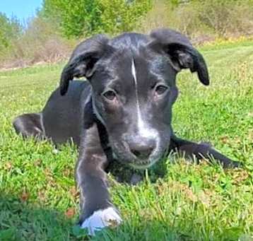 Photo of Pansy