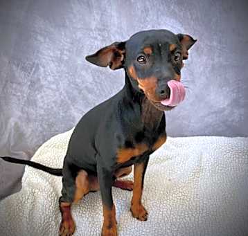 Photo of RIKKI