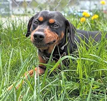 Photo of Darla