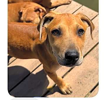 Photo of D123 Litter Wendy