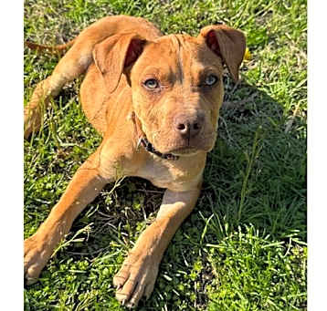 Photo of D123 Litter Hambino