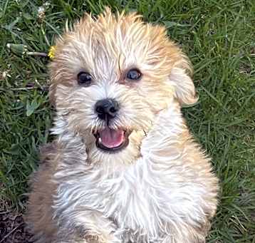 Photo of Wonton