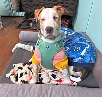 Photo of Petey