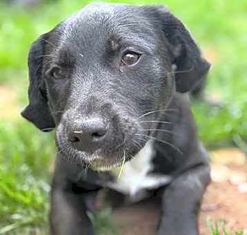 Photo of Magical Pup: Greta