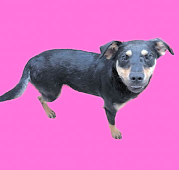 Photo of TUSC-Stray-80392