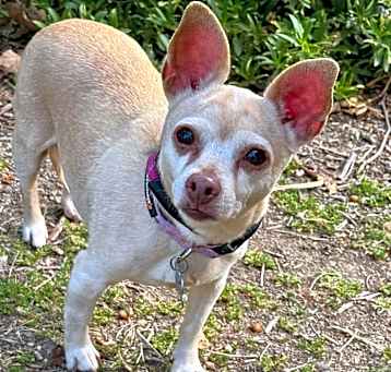 Photo of Dora(828)- Chino Hills Location