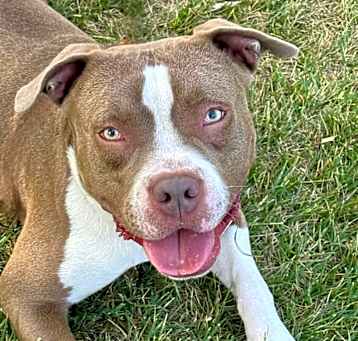 Photo of Asher C000-100-Chino Hills Location