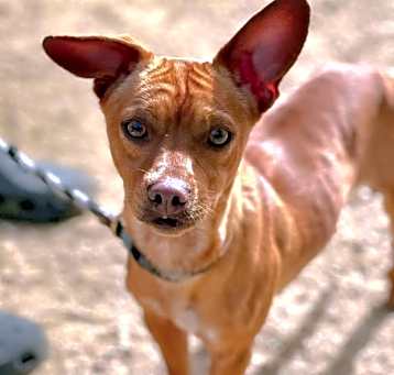 Photo of Sancho C000-212- Chino Hills Location
