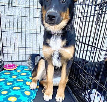Photo of Black pup #4