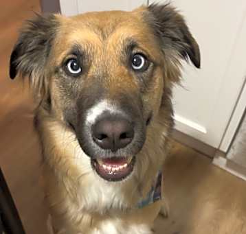 Photo of Otis