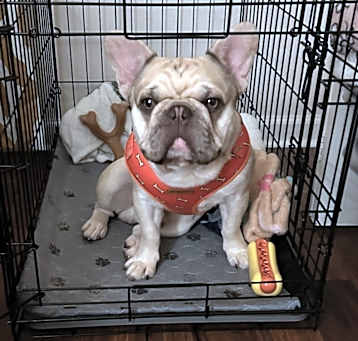 Photo of Lucci