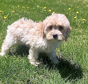 Photo of Wicket