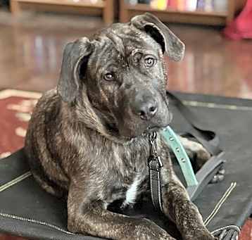 Photo of Percy