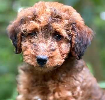 Photo of Teddy