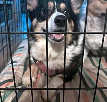 Photo of Bella