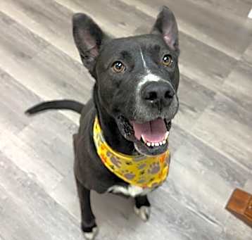 Photo of Dozer