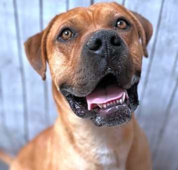 Photo of Copper