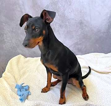 Photo of TIKKI